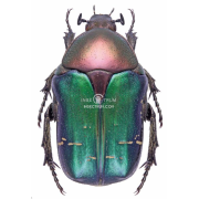 CETONIA AURATA PISANA